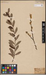 Foto von Salix aurita L.